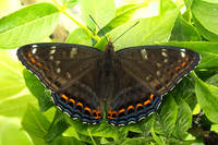 Limenitis populi-0082