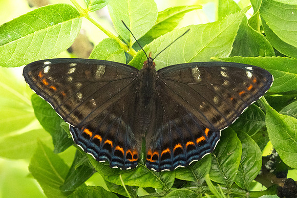 Limenitis populi-0082