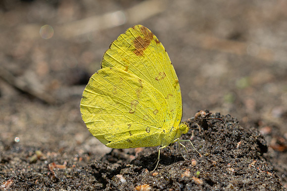 Eurema sp-5202 - Doi Inthanon - 26/03/25