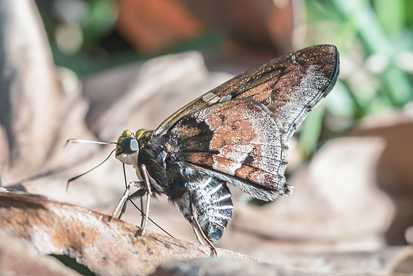 Proteides mercurius-5822