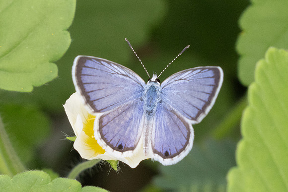 Hemiargus hanno-9529
