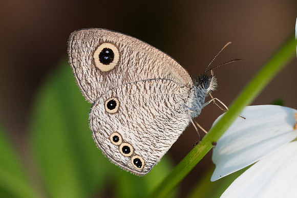 Ypthima huebneri-4534 - Krabi - 22/11/23
