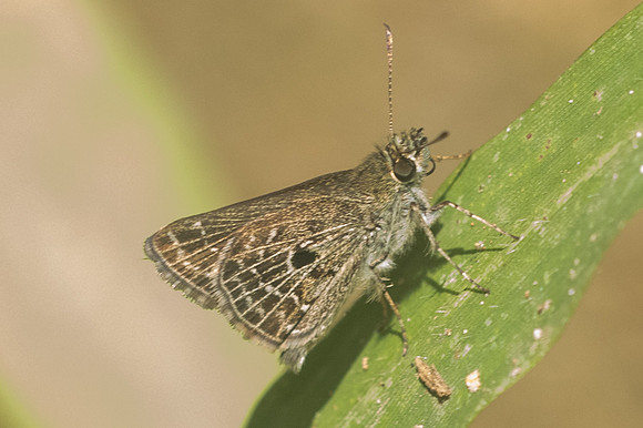 Aeromachus stigmata-1634 - Chiang Dao - 14/11/23
