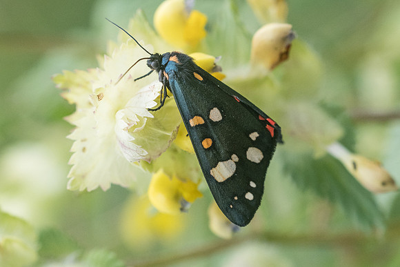 Callimorpha dominula-5310 - Launes (Beuil) - 7/07/21