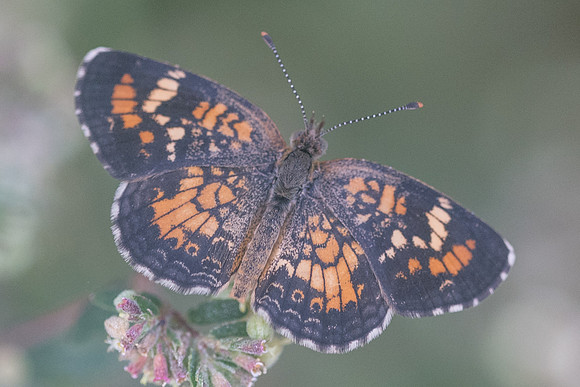 Phyciodes phaon-3433