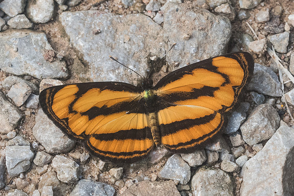 Pantoporia paraka id--9049 - Chiang Dao - 14/11/23