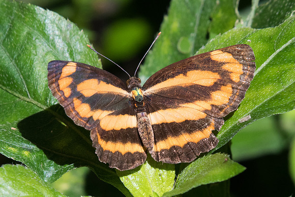 Pantoporia hordonia-8096- Chiang Dao - 14/11/23