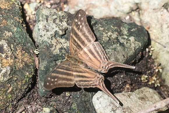 Marpesia chiron-3161