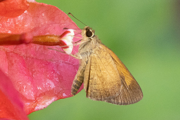 Synapte pecta-2179 - Barichara - 9/06/24