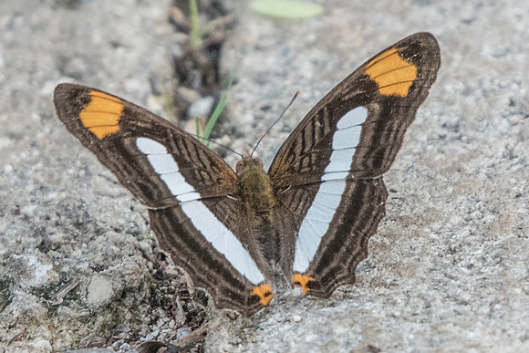 Adelpha iphicleola-5224