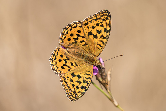 Argynnis adippe-0838 - Fontainebleau - 23/08/18