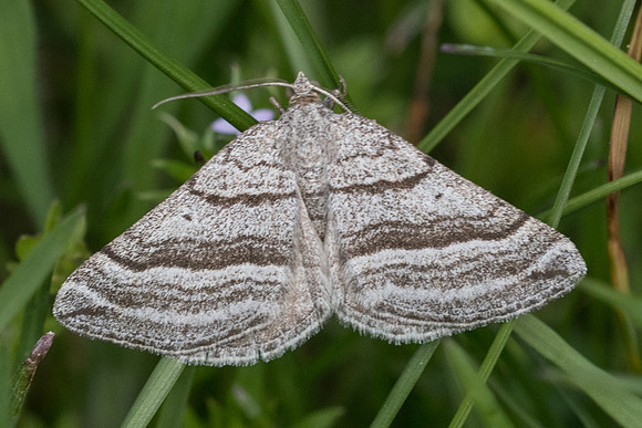 Phibalapteryx virgata-9193 Gréolières