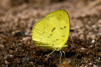 Eurema ada-4433- Doi Inthanon - 24/03/25