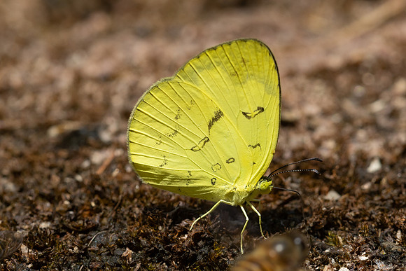 Eurema ada-4433- Doi Inthanon - 24/03/25