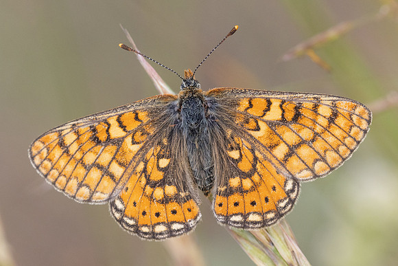 Euphydryas aurinia-8191