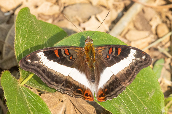 Limenitis dudu secius -1103