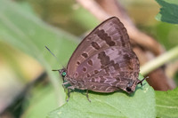 Arhopala agaba-0971