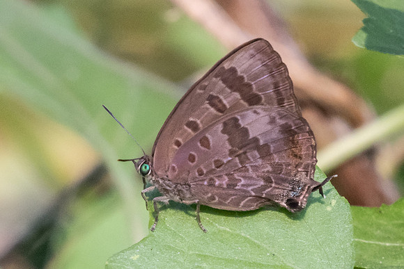 Arhopala agaba-0971