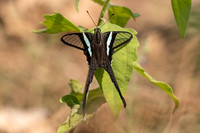 Lamproptera meges-1720- Chiang Dao - 18/03/25