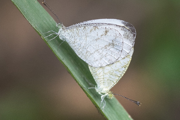 Leptosia nina-3655- Chiang Rai - 20/11/23