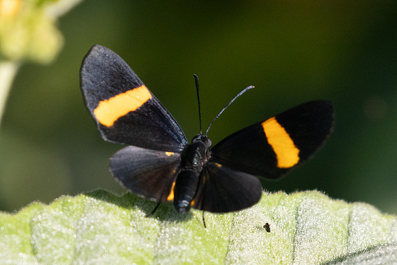 Isapis agyrtus-0880