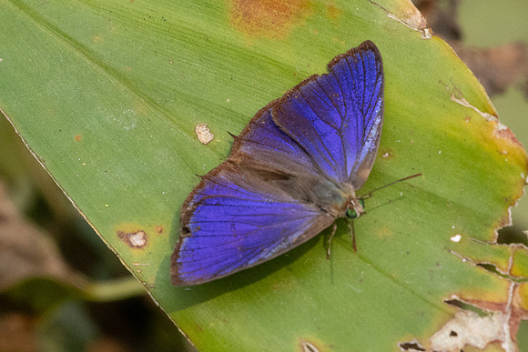 Arhopala-1455