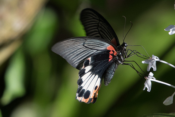 Papilio agenor agenor ♀-0428 - Chiang Dao - 16/11/23