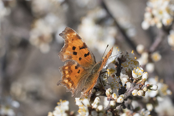Polygonia egea-7443