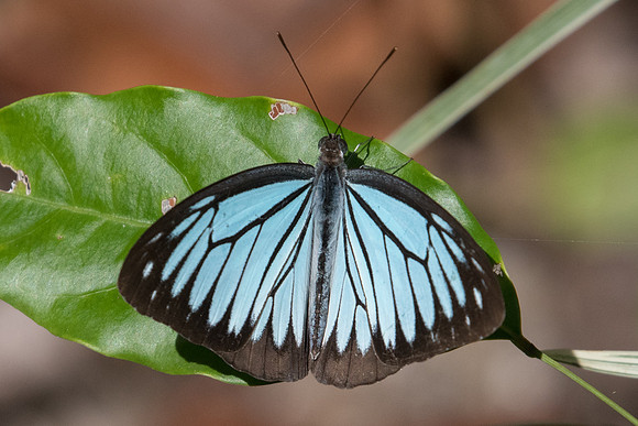 Pareronia hippia-0126 - Chiang Dao - 16/11/23