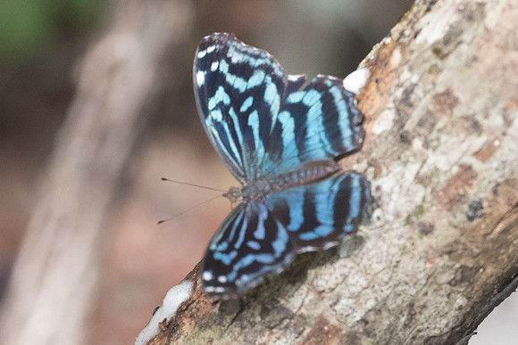 Myscelia ethusa-6439