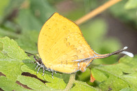 Yasoda tripunctata tripunctata-5462- Doi Suthep 1180m - 27/03/25