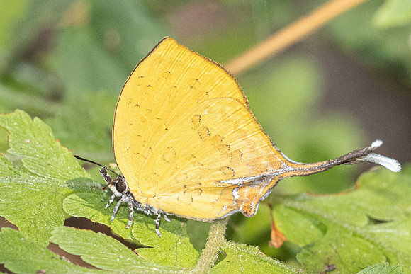 Yasoda tripunctata tripunctata-5462- Doi Suthep 1180m - 27/03/25
