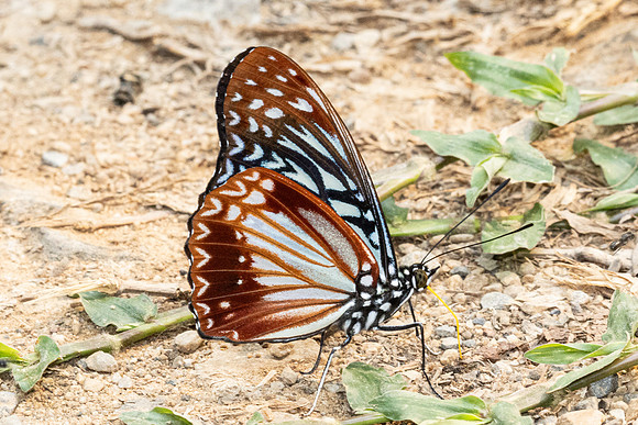 Hestinalis nama-2682 - Chiang Dao - 18/03/24