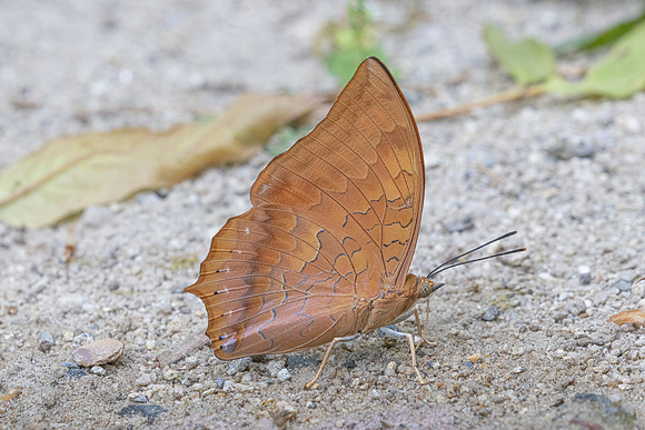 Charaxes sp id--4405