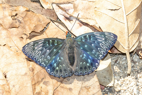Dichorragia nesimachus-5532