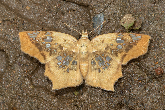 Ctenoptilum vasava-2160- Chiang Dao - 19/03/25