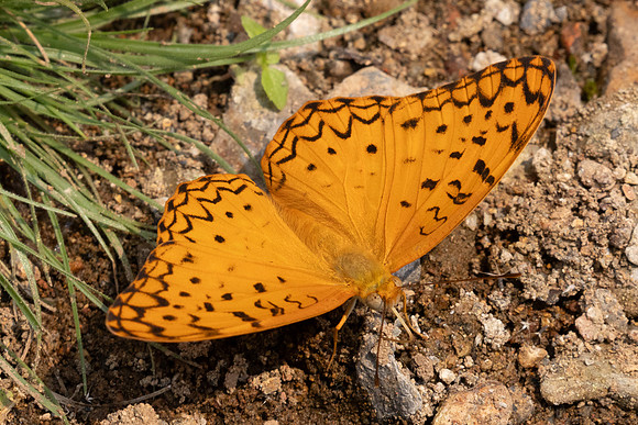 Phalanta phalantha-1212- Chiang Dao - 17/03/25