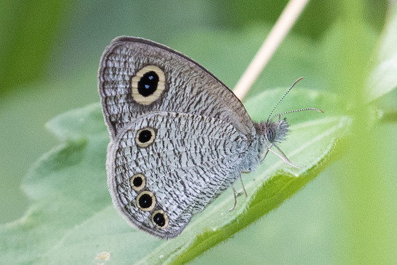 Ypthima huebneri -9469