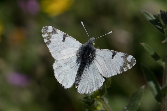 Euchloe ausonia- 1250
