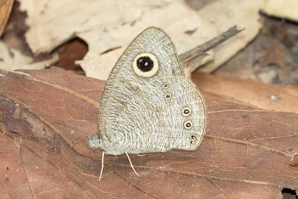 Ypthima sp-2971