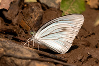 Pareronia hippia-1125 - Chiang Dao - 17/03/25
