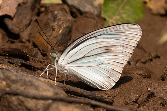 Pareronia hippia-1125 - Chiang Dao - 17/03/25