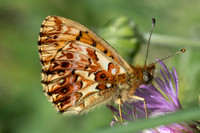 Boloria titania - 1933 - Cervières - 26/06/25
