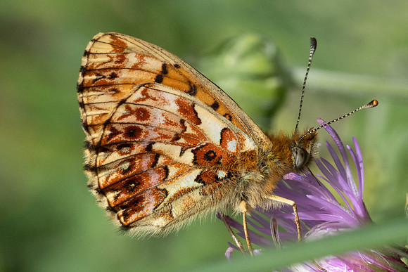 Boloria titania - 1933 - Cervières - 26/06/25