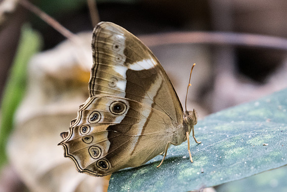 Lethe mekara crijnana ♀-1101 - Koh Samui - 18/03/23