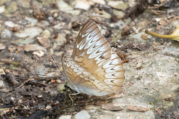 Tanaecia pelea-8540