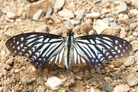 Hestinalis nama-2085 - Chiang dao - 19/03/25