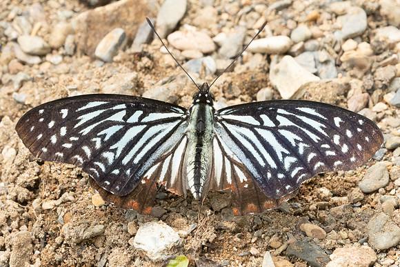Hestinalis nama-2085 - Chiang dao - 19/03/25