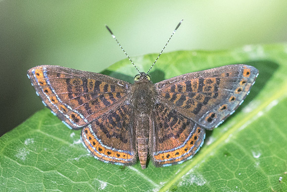 Detritivora barnesi-3179