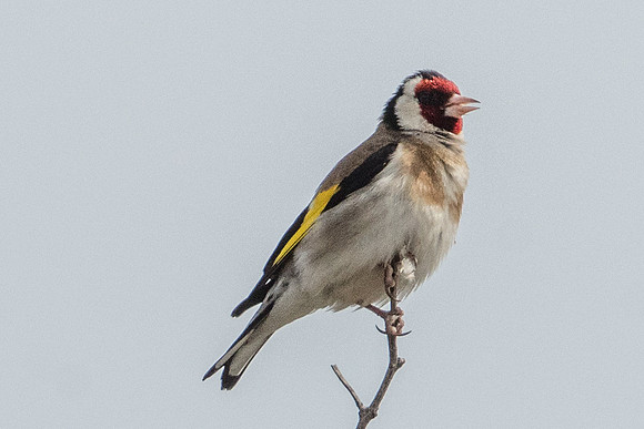 Carduelis carduelis - Conil de la frontera-8943